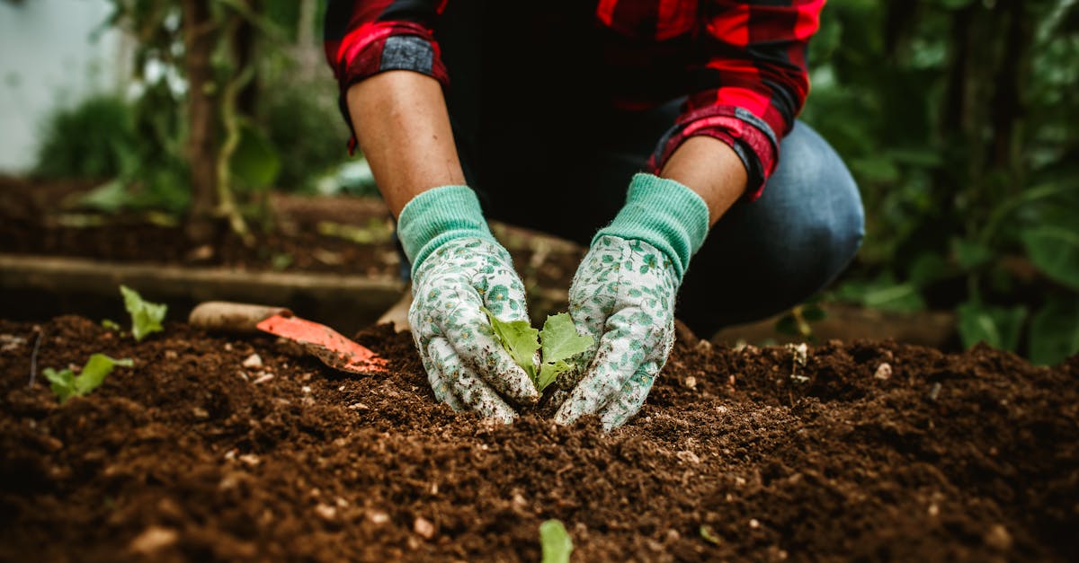 Close-up of hands planting a seedling in a garden bed, signifying growth.